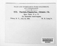 Puccinia pimpinellae image